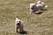 The 3 Dogs Running
